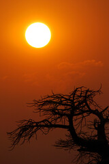 Fototapeta premium Baobab, Adansonia digitata, Kubu Island, White Sea of Salt, Lekhubu, Makgadikgadi Pans National Park, Botswana, Africa