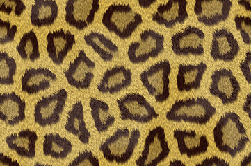 Leopard Pattern 