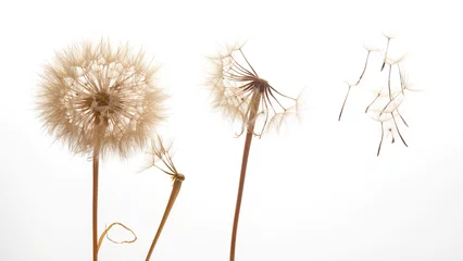Fotobehang dandelion seeds fly from a flower on a light background. botany and bloom growth propagation. © photosaint