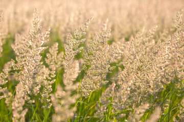 Field grass and flowers in bright backlighting sunlight. Nature and floral botany