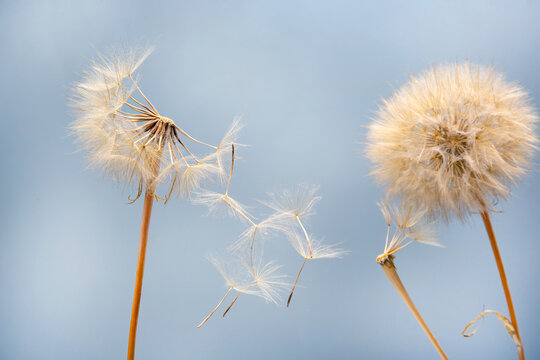 Dandelion seeds flying next to a flower on a blue background. botany and the nature of flowers © photosaint