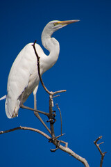 Great White Egret, Egretta alba, Chobe River, Chobe National Park, Botswana, Africa