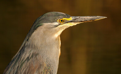 Striated Heron, South Africa