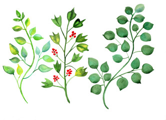 a large set of watercolor plants and  herbs. isolated elements, 