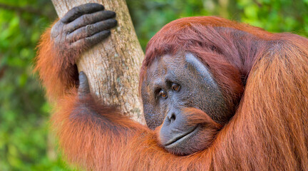 Orangutan, Pongo pygmaeus, Sekonyer River, Tanjung Puting National Park, Kalimantan, Borneo, Indonesia