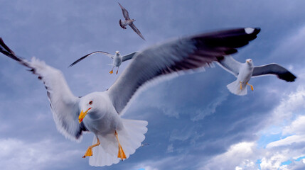 Flying Seagulls in a Cloudy Sky