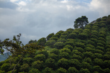 landscape of green coffee plantation bushes on blue sky background in the mountains Andes in Colombia exotic tropical country
