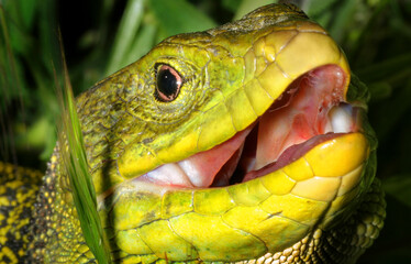 Ocellated lizard, Eyed Lizard, Timon lepidus, Sierra de Guadarrama National Park, Segovia, Castilla y León, Spain, Europe
