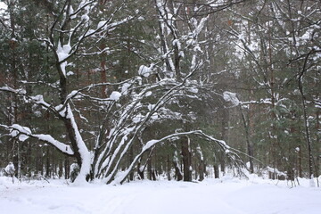 Old branchy tree in a pine forest