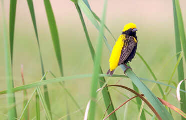 Yellow-crowned Bishop, Pilanesberg National Park