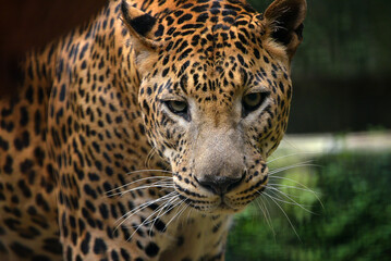 Fototapeta na wymiar Close up photo of a Javan leopard