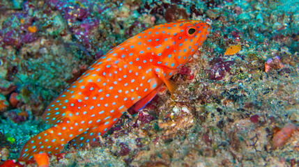 Coral Grouper, Coral Rock Cod, Cephalopholis miniata, Coral Reef, North Ari Atoll, Maldives, Indian Ocean, Asia
