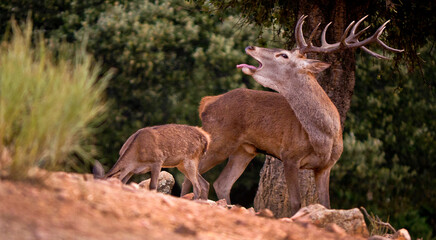 Red Deer, Cervus elaphus, Rutting Season, Monfragüe National Park, SPA, ZEPA, Biosphere Reserve, Cáceres Province, Extremadura, Spain, Europe