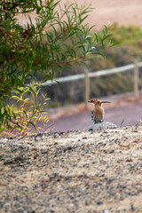 a canarian hoopoe bird, latin Upupa epops, with a long, pointed beak