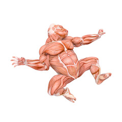 gorilla is doing a tree jumping pose on muscle map anatomy style