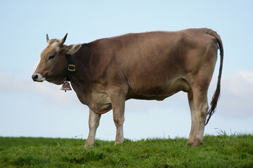 Allgäuer Braunvieh.
