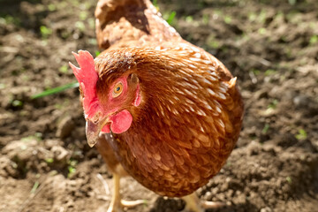 Free-grazing domestic hen on a traditional free range poultry organic farm. Adult chicken walking on the soil.