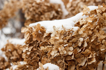 Dry inflorescences of hydrangea in winter under the snow. Early spring and late winter.