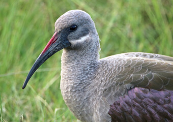 Fototapeta premium Hadeda Ibis, Kruger National Park