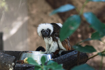 mono pequeño en una rama en un zoo