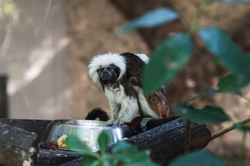 mono pequeño en una rama en un zoo
