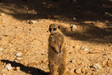 suricato de pie mirando abajo en el zoo