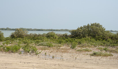 Fototapeta na wymiar Green mangroves in Al Mafjar, Qatar