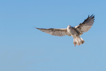 seagull spread its wings against the blue clear sky