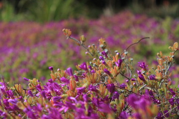 fiore viola