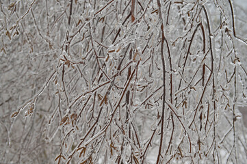 Birch branches with dry catkins covered with ice crust after freezing rain on a blurred background