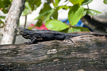 Big gray lizard under the sun on a tree trunk, Manuel Antonio National Park, Costa Rica
