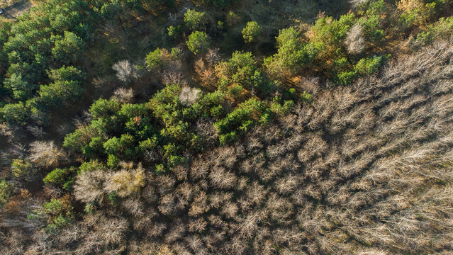Arial view of late autumn forest in sunset shine with diagonal tree line. Drone shot of nature 