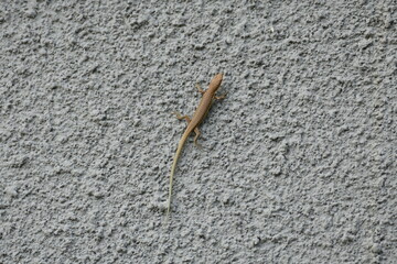 Common brown stone lizard crawling on a wall.
