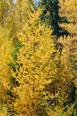 Northern Ontario Forest