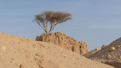Fototapeta na wymiar Lonely Tree on clay Rock in dukhan umm bab
