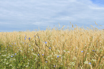 Obraz premium Gold wheat field and blue sky