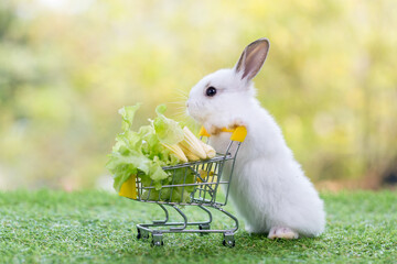 Baby rabbit with shopping cart on green grass and bokeh background. Adorable and cute new born...
