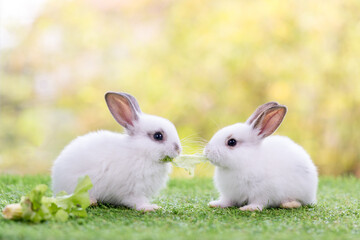 Fototapeta premium Couple Rabbit eating vegetable. Two lovely white rabbit. Two small rabbits in the grass, sharing a piece of vegetable.