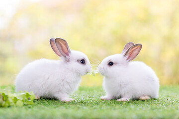 Couple Rabbit eating vegetable. Two lovely white rabbit. Two small rabbits in the grass, sharing a piece of vegetable.