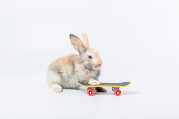 Rabbit and skate board for lovely pet. Little bunny and a skateboard on the white background. Extreme sport for bunny concept.