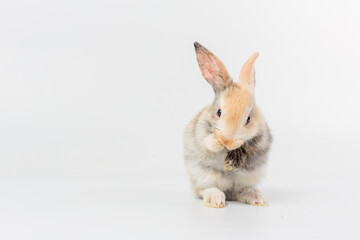 Adorable and cute new born rabbit. baby cute rabbit or new born adorable bunny.