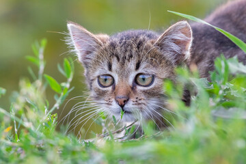 Naklejka na ściany i meble A small striped kitten is sitting in the grass. The cat's head looks out of the grass