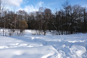 WINTER FOREST IN THE MOSCOW REGION