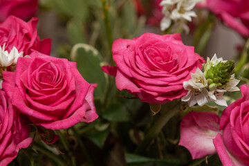 Close-up bouquet of fresh roses in pink color