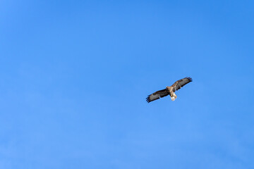 Common Buzzard (Buteo buteo) flying near East Grinstead in West Sussex