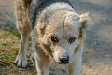 Sad looking stray dog staring at the camera.