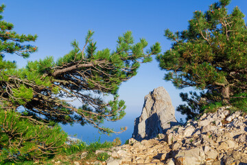 Pine tree on a steep cliff with a sea and mountains view in Crimea.