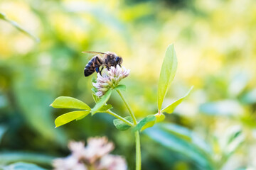 Close-up detail of a bee sucking on a flower in summer with an out of focus background and vibrant colors.