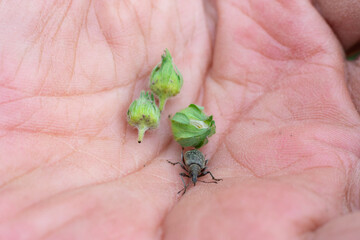 Obraz premium Damaged strawberry buds because of weevil bug.Insect on opened palm injuring harvest