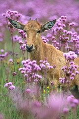 Young Red Hartebeest in the Pom Pom Weeds, South Africa
